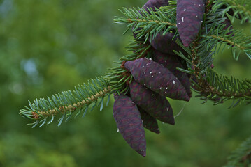 Wall Mural - Natural background with plants. Violet cones on a twig with green spikes.