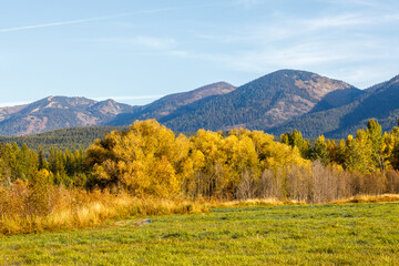 Wall Mural - fall scene of brightly colored foliage and a farmer's field with mountains in the background near Whitefish, Montana