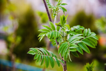 Rows of young maple trees in plastic pots on plant nursery