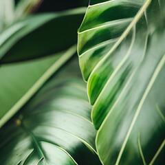  close up of green leaf