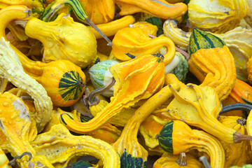 Top view flat lay of many shapes and sizes autumn gourds in various color combinations. Popular holiday decoration.