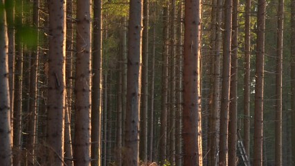 Canvas Print - Pine Forest With Sunset Light - static