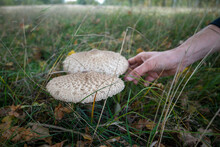 Edible Mushrooms In The Grass. A Hand Picking Up A Mushroom