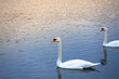La gracia etérea de la naturaleza capturada en una imagen: la majestuosidad de una pareja de cisnes flotando serenamente sobre el reflejo cristalino del agua