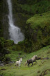 Icelandic horses running up a rocky hillside in front of a waterfall