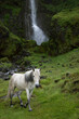 Icelandic horse walking on a green hillside in front of a waterfall