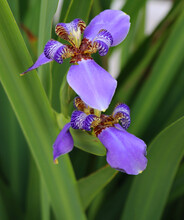 2 Purple  Iris Flowers