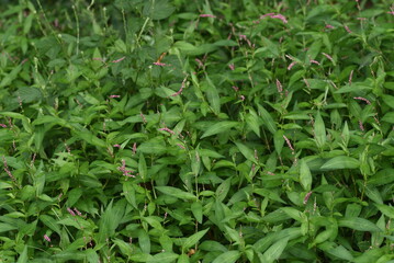Naklejka na meble Creeping smartweed flowers. Polygonaceae annual weed. From June to November, reddish-purple florets are densely attached to the spikes.