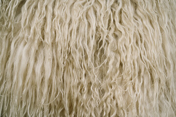 Sheep skin texture. Sheepskin Background. White wool texture background. Natural fluffy fur sheep wool skin texture. Beige color carpet.