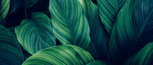 Closeup Nature View Of Green Leaf And Palms Background. Flat Lay, Dark Nature Concept, Tropical Leaf