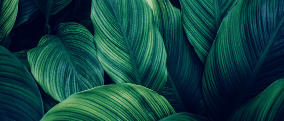 Aufkleber - closeup nature view of green leaf and palms background. Flat lay, dark nature concept, tropical leaf