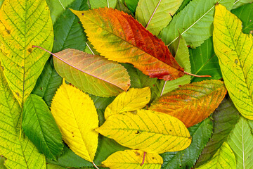 Leaves of trees of different colors. Texture from autumn leaves.