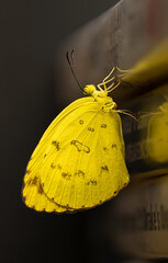 Wall Mural - Common grass Yellow