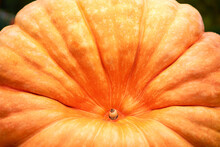 Big Red Pumpkin Background, Copy Space, Orange Giant Pumpkin Texture, Close-up