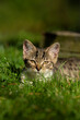 Tabby kitten explores the garden