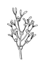 Christmas Mistletoe Line Branch. Mistletoe Holly Tree Illustration. Vintage Sketch Vector. Hand Drawn Evergreen Logo. Christmas Plant Winter Silhouette. New Year Leaf Engraved Element. Black Branch