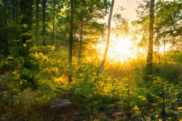 Magical sunset in the forest.