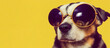 Cool and funny dog with vacation sunglasses, banner with copy space, yellow background, 3d illustration