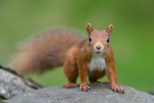 Portrait Of Red Squirrel (Sciurus Vulgaris) Standing Outdoors