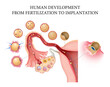 Human development, from fertilization to implantation