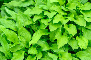 Sticker - Fresh green grass as background. Selective focus with shallow depth of field.