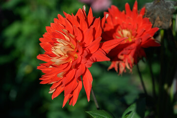 Wall Mural - Beautiful dahlia in the garden. Shallow depth of field.