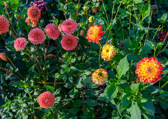 Wall Mural - Beautiful dahlia in the garden. Shallow depth of field.