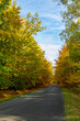 Las jesienią - Autumn forest