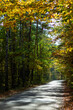 Las jesienią - Autumn forest