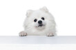 Closeup face of charming fluffy white pomeranian spitz isolated on white background. Concept of breed domestic animal. health care, vet