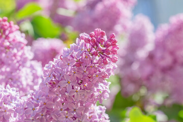 Sticker - close up of lilac blossoming