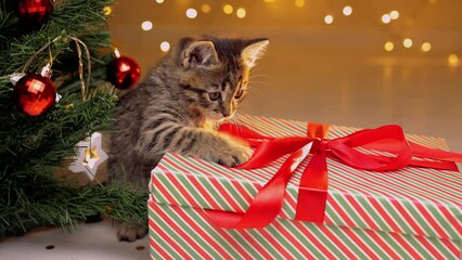 Wall Mural - Cute live kitten from a gift box with a bow. A living Gift next to the Christmas tree. Pets as a gift for a holiday.