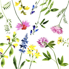  watercolor drawing wild flowers at white background, hand drawn illustration