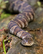 Northern Watersnake basking on a log - Pinery Provincial Park, Ontario, Canada