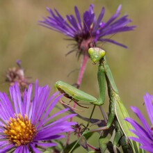 Praying Mantis On A New England Aster Waiting To Ambush Its Prey - Ontario, Canada
