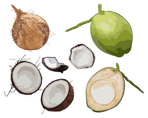 Wall Mural - Set of vector illustrations of whole, sliced, peeled coconut isolated on white background.