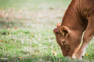 Fawn brown cow grazing in a meadow head down isolated in Cambridge UK