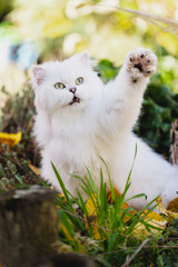  Britisch Langhaar Katze im Garten, Herbst