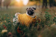 Small dog in nature. Funny pug in a warm sweater walks in the autumn park.