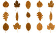Collection of multicolored vector autumn tree leaves isolated on white background.