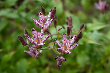 Wall Mural - flowers and buds of toad lily, top view