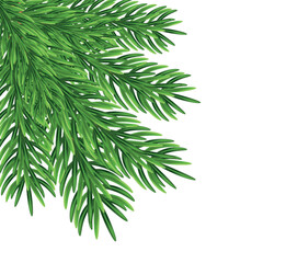  Green fir branches, decoration for Christmas and New Year on a transparent and white background. Universal template for flyers, postcards, price tags, invitations, Christmas tree vector no raster