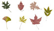 Collection of multicolored vector autumn tree leaves isolated on white background