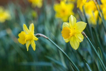 Canvas Print - The daffodil, Narcissus pseudonarcissus