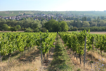 Poster - Weinberg bei Grosswinternheim