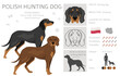 Polish Hunting dog clipart. All coat colors set.  All dog breeds characteristics infographic