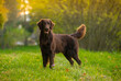 Beautiful brown flat-coated retriever sitting in the autumn park on the leaves	

