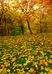 Wall Mural - Autumn leaves on green grass