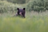 Fototapeta Zwierzęta - niedźwiedź