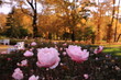 Róże w jesiennym parku